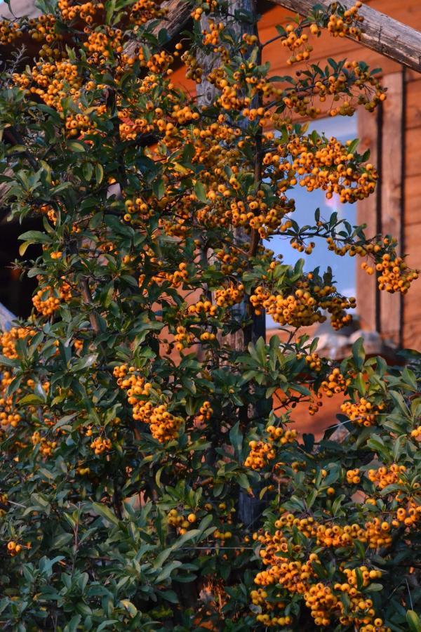Locazione Turistica Villa Delle Rose Asís Exterior foto